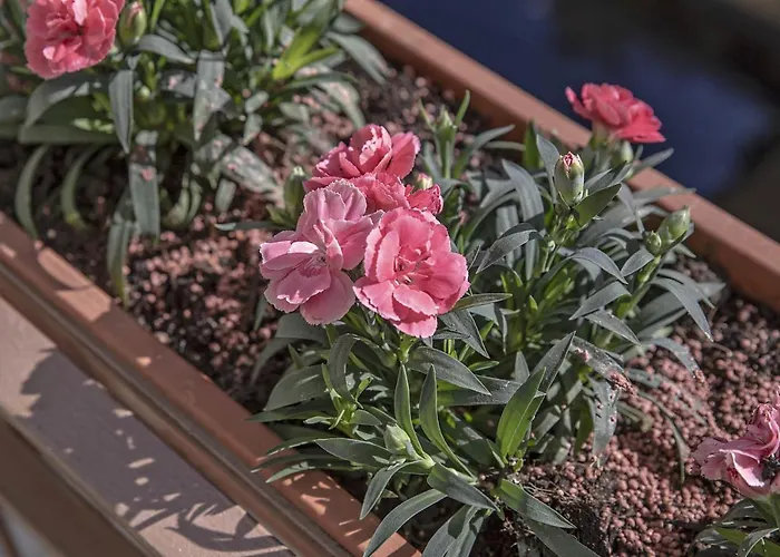 Apartmán Bonelli Siena