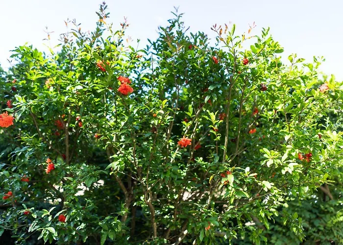 Bonelli Apartmán Siena