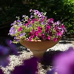 Bonelli * Сиена