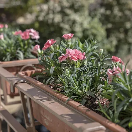 Bonelli דירה סיינה