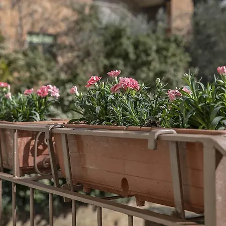 Bonelli * סיינה