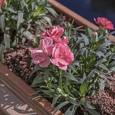 דירה Bonelli סיינה