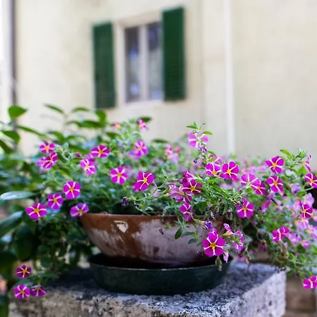 Bonelli