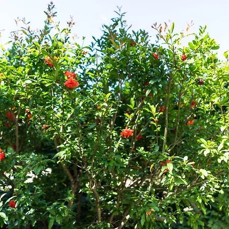 Bonelli דירה סיינה