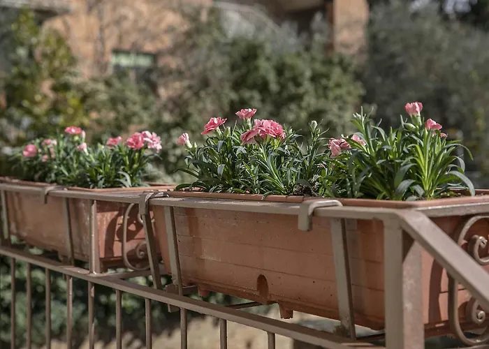 Bonelli * シエーナ