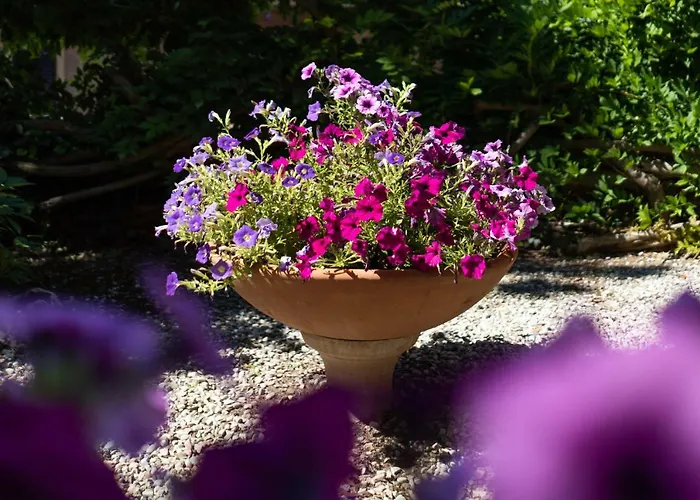 Bonelli * シエーナ