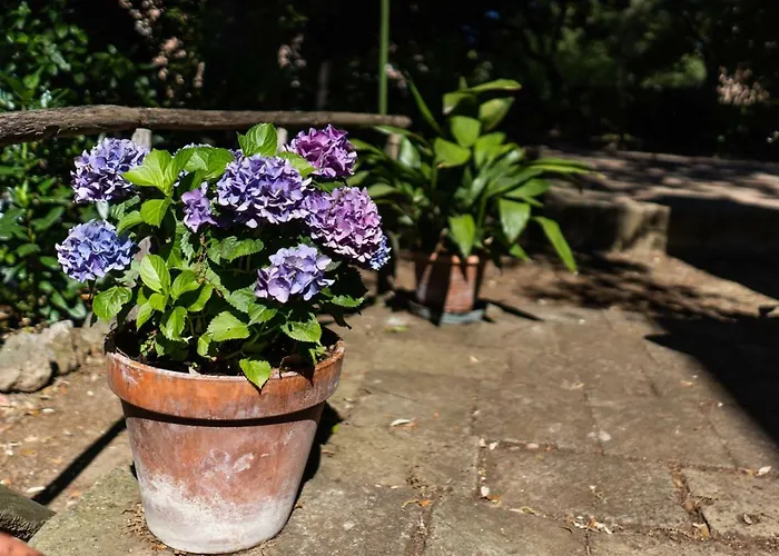 Bonelli アパート *